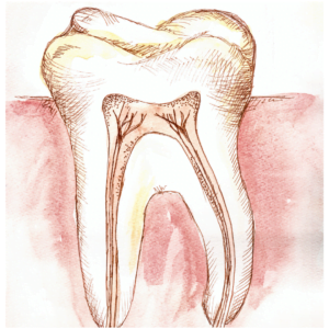 dentin_tooth_sensitivity